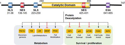 SIRT1 Antagonizes Oxidative Stress in Diabetic Vascular Complication